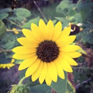 Meet your Posher, Dianne